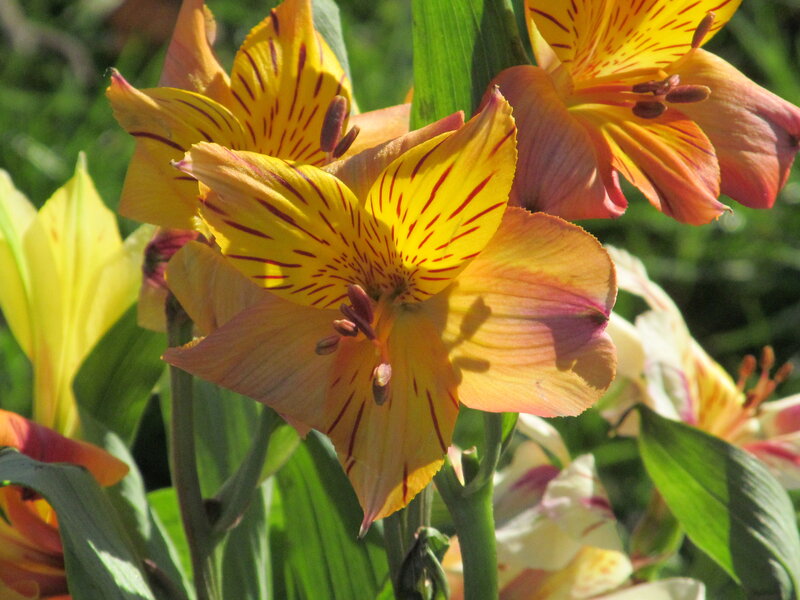 Yellow Alstroemeria Flowers — Bright
