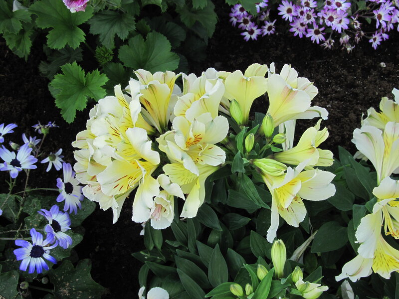 Yellow Alstroemeria Flowers — Calm, Afternoon