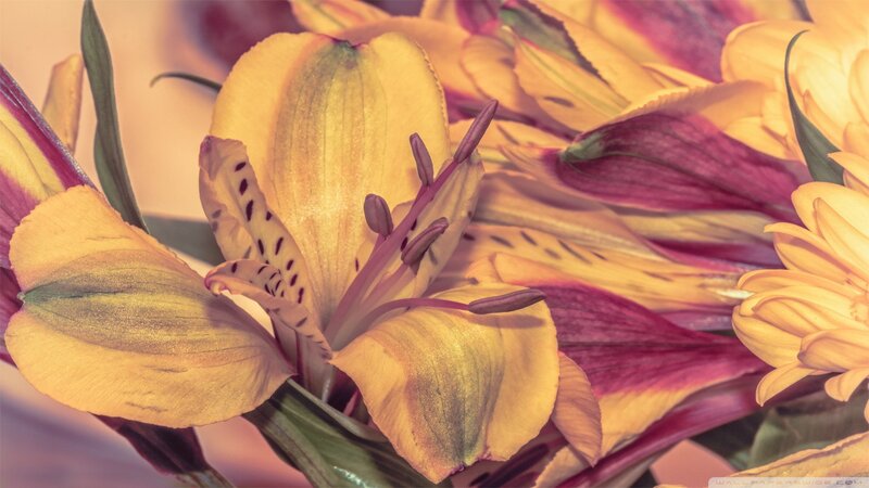 Yellow Alstroemeria Flowers — Calm, Photograph, Petals
