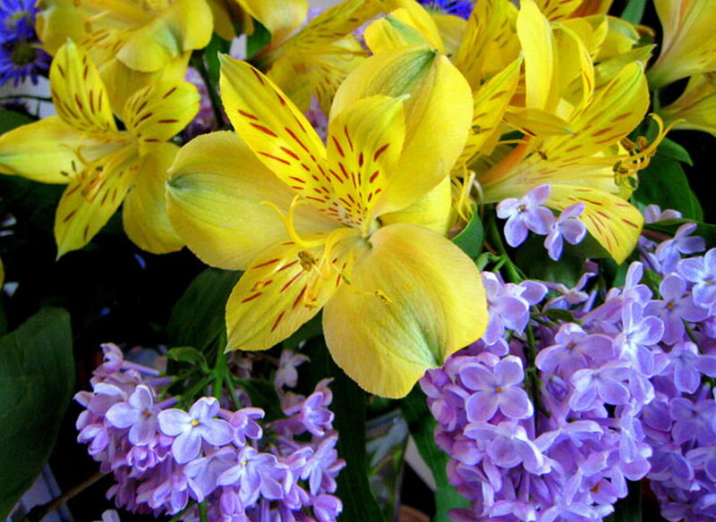 Yellow Alstroemeria Flowers — Calm, Photograph
