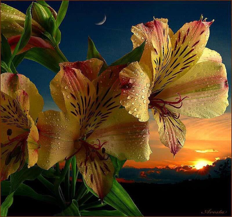 Yellow Alstroemeria Flowers — Dramatic, Sunset