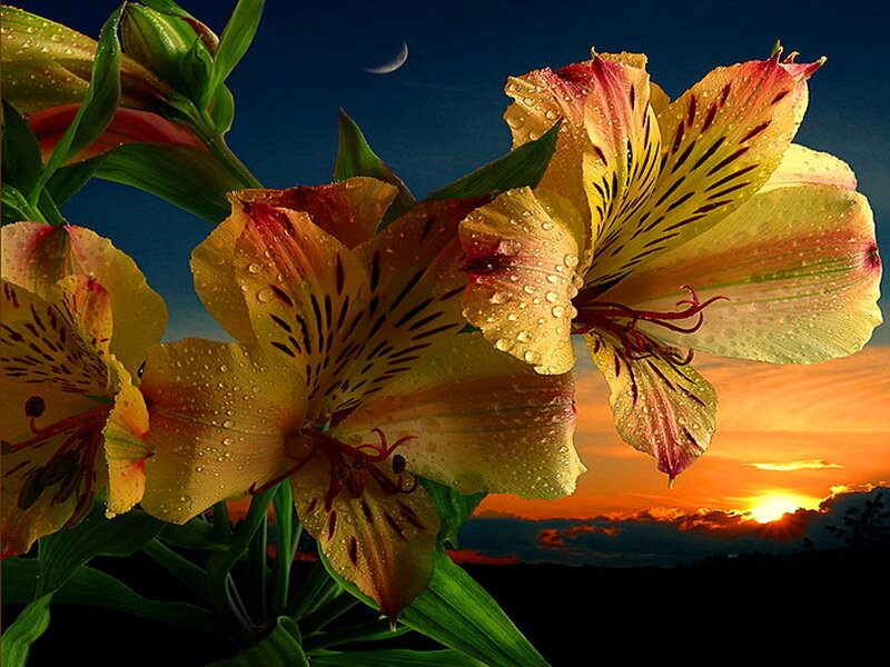 Yellow Alstroemeria Flowers — Dramatic