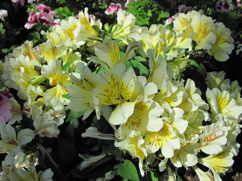 Yellow Alstroemeria Flowers — Natural, Afternoon, Photograph