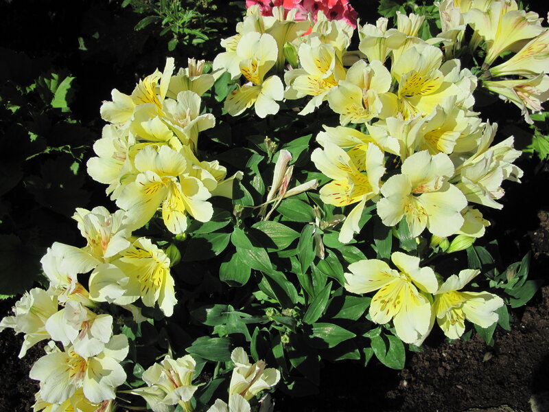 Yellow Alstroemeria Flowers — Natural, Afternoon