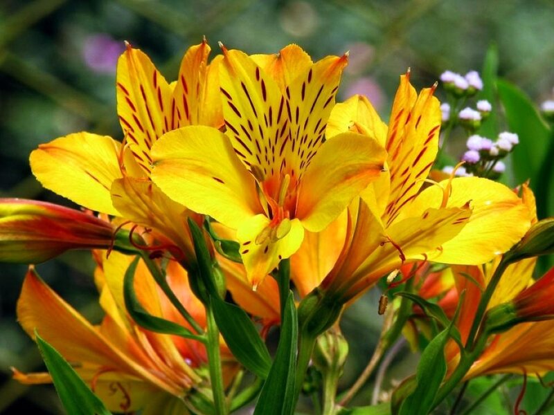 Yellow Alstroemeria Flowers — Natural