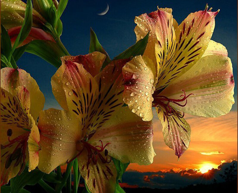 Yellow Alstroemeria Flowers — Serene