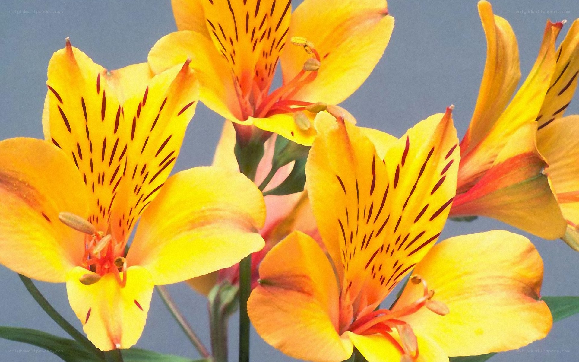 Yellow alstroemeria flowers