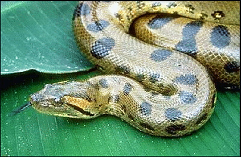 Yellow Anaconda on Leaf