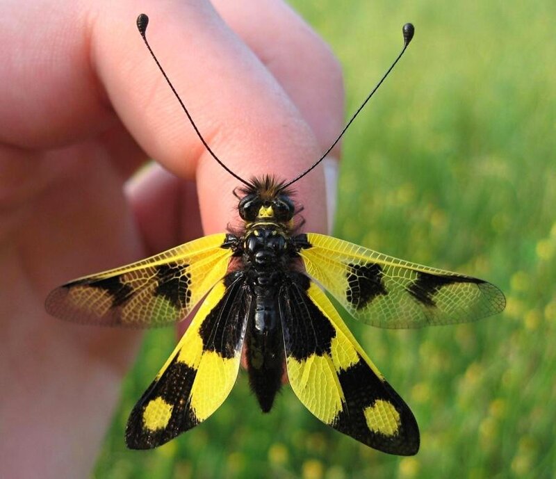 Yellow and Black Antlion