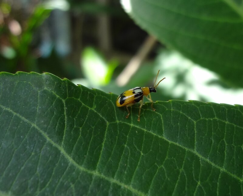 Yellow and Black Beetle — Green, Natural