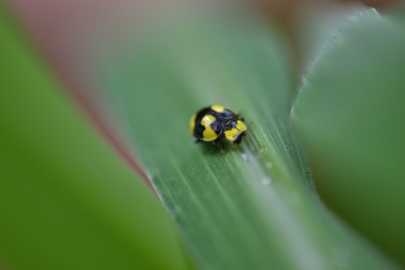 Yellow and Black Beetle — Green