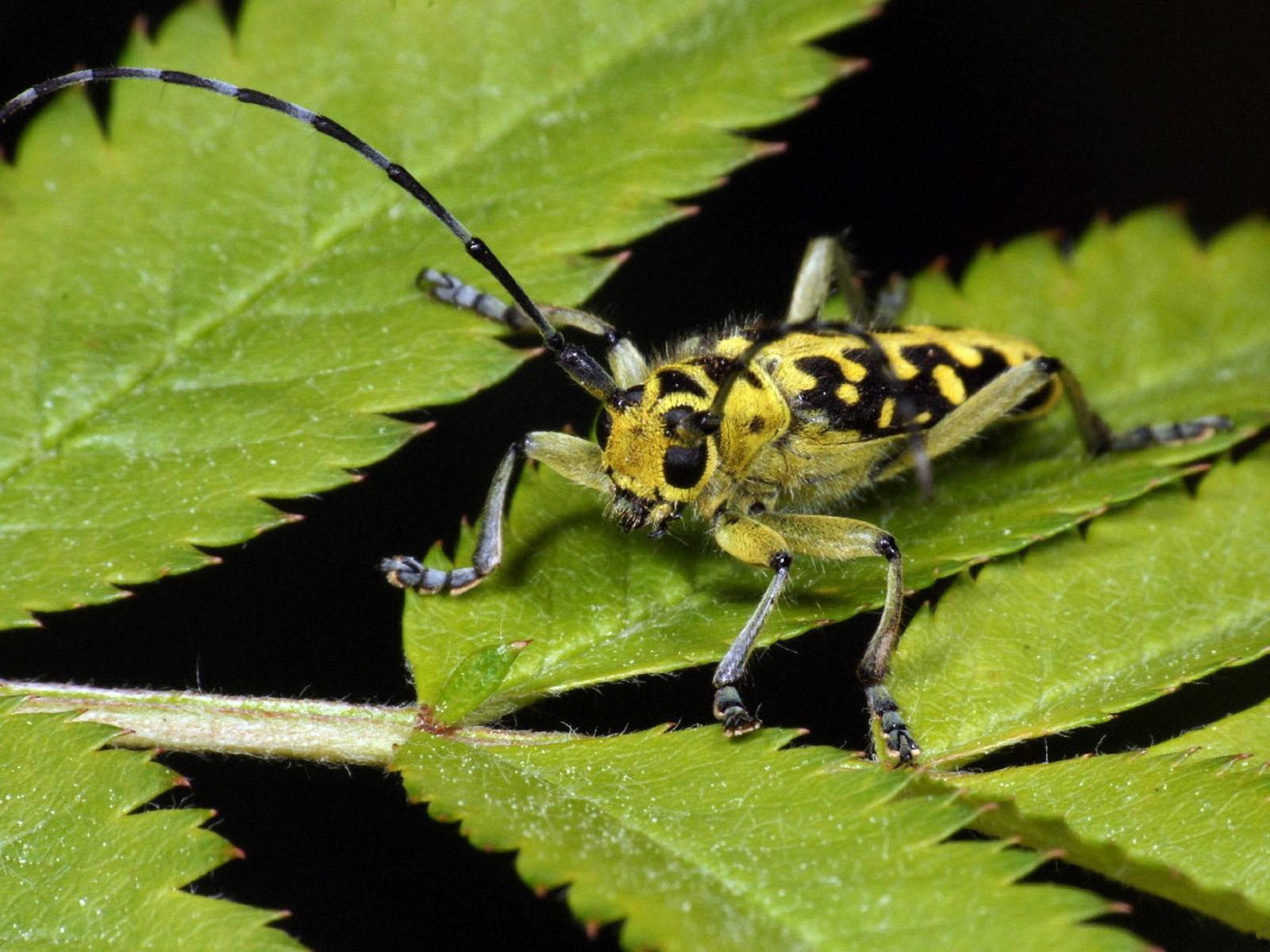 yellow and black beetle on leaf