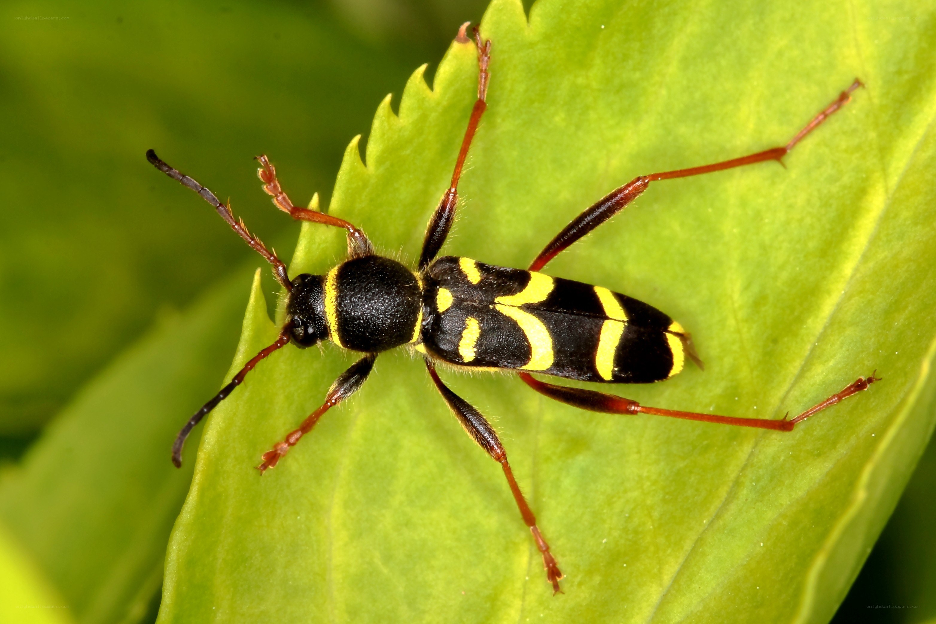 yellow and black beetle on leaf