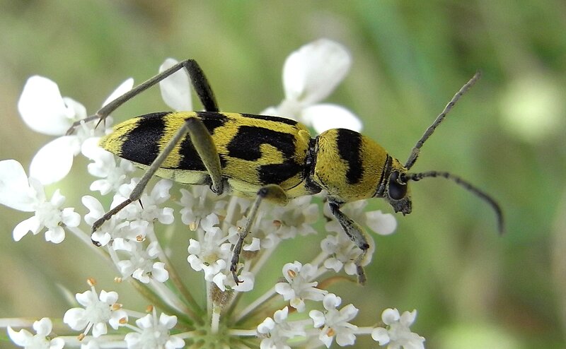 yellow and black beetle on white flowers