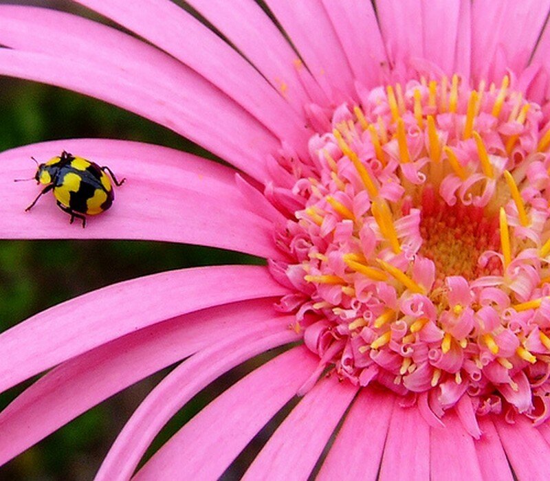 Yellow and Black Beetle