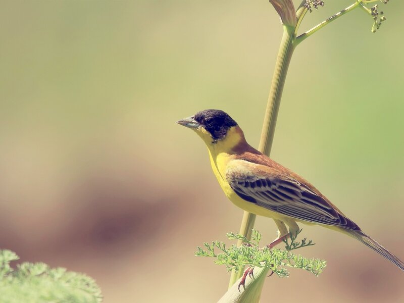 Yellow and Black Bird — Calm, Afternoon