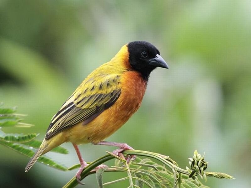 Yellow and Black Bird — Calm, Photograph, Branch