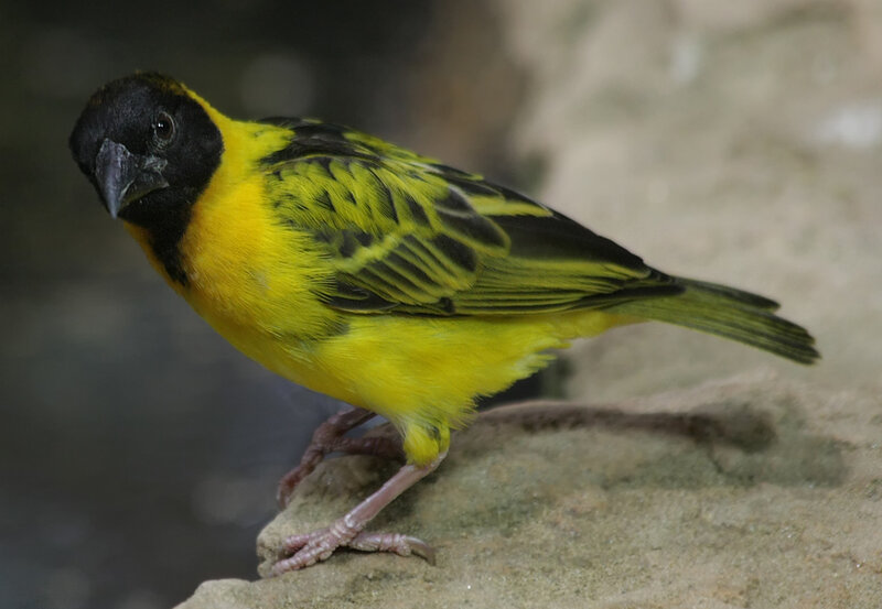 Yellow and Black Bird — Calm, Photograph