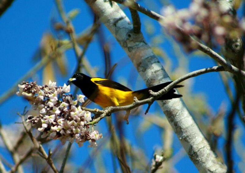 Yellow and Black Bird — Calm, Spring
