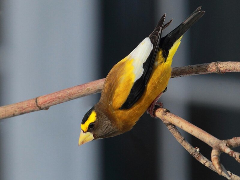 Yellow and Black Bird — Calm