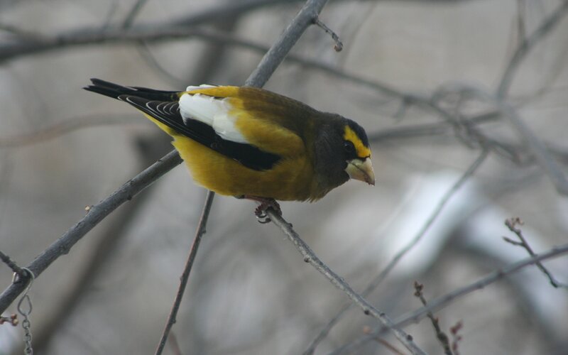 Yellow and Black Bird — Calm, Winter