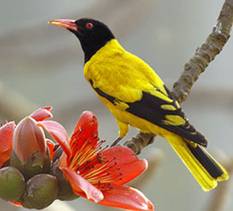 Yellow and Black Bird — Natural