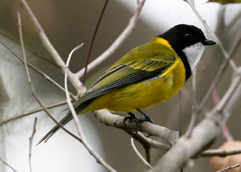 yellow and black bird on branch