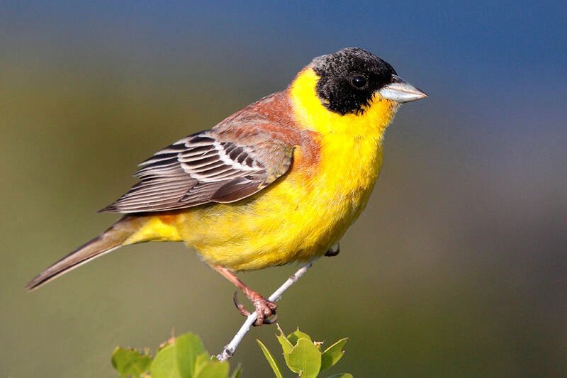 Yellow and Black Bird