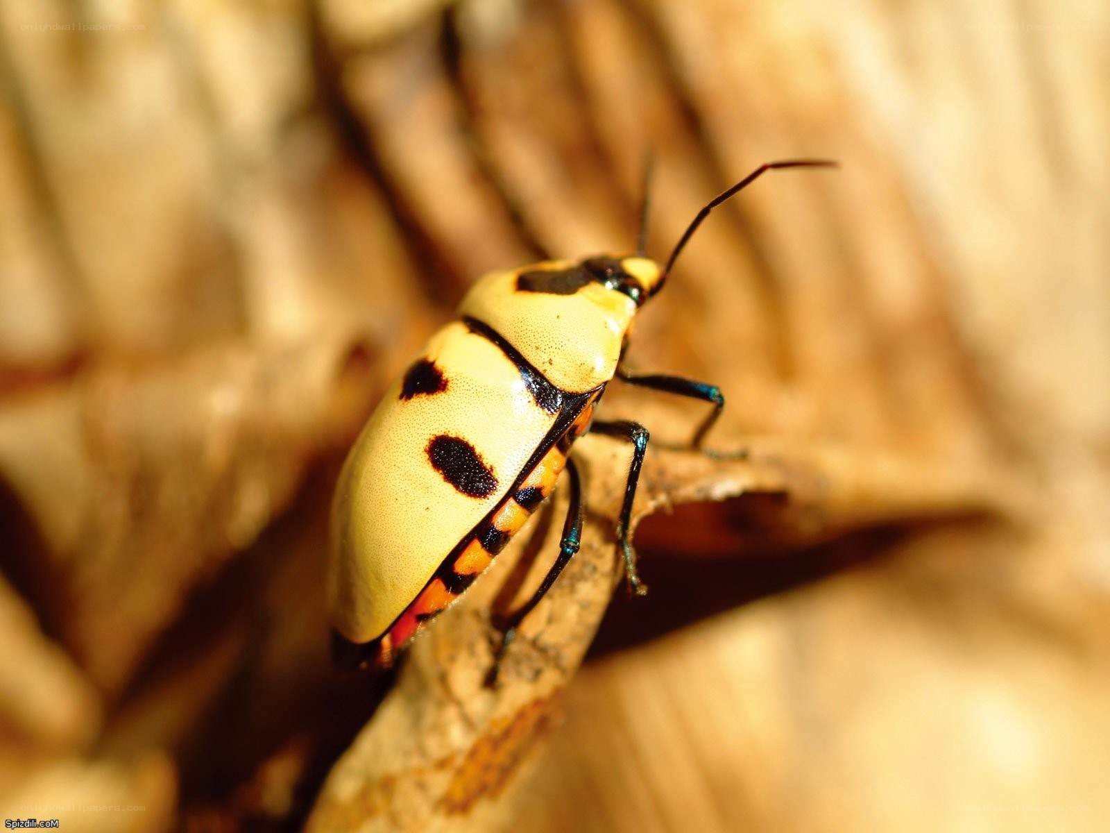 yellow and black bug on branch