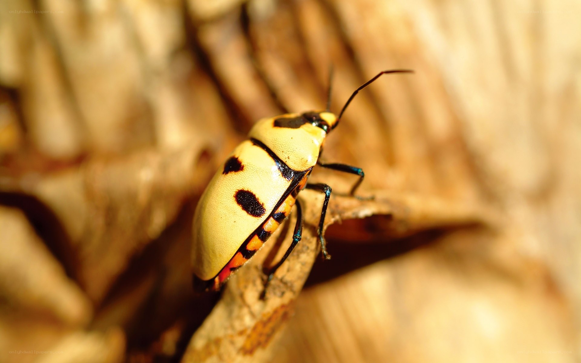 yellow and black bug on wood