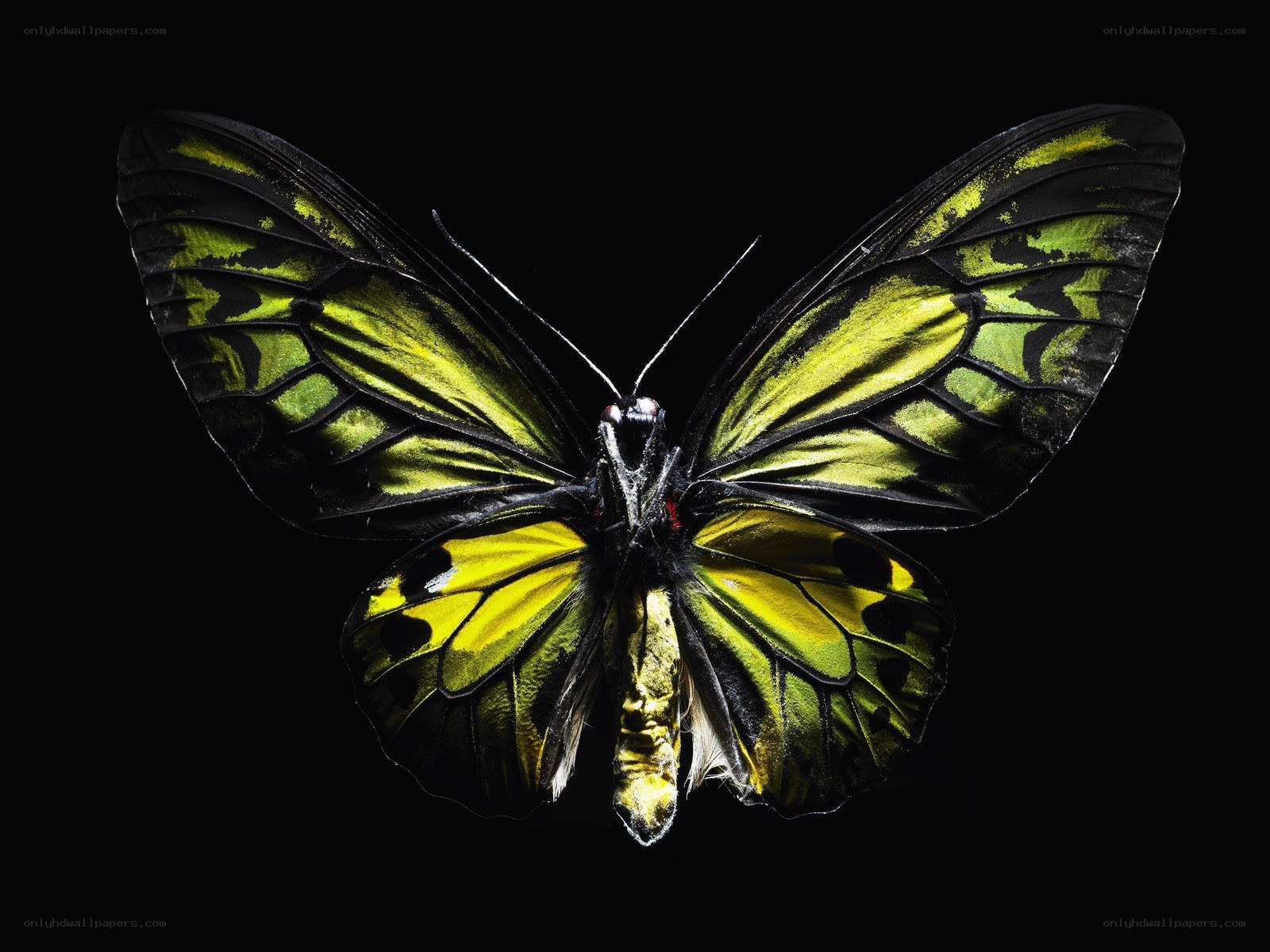 yellow and black butterfly