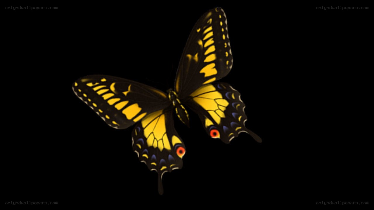 yellow and black butterfly