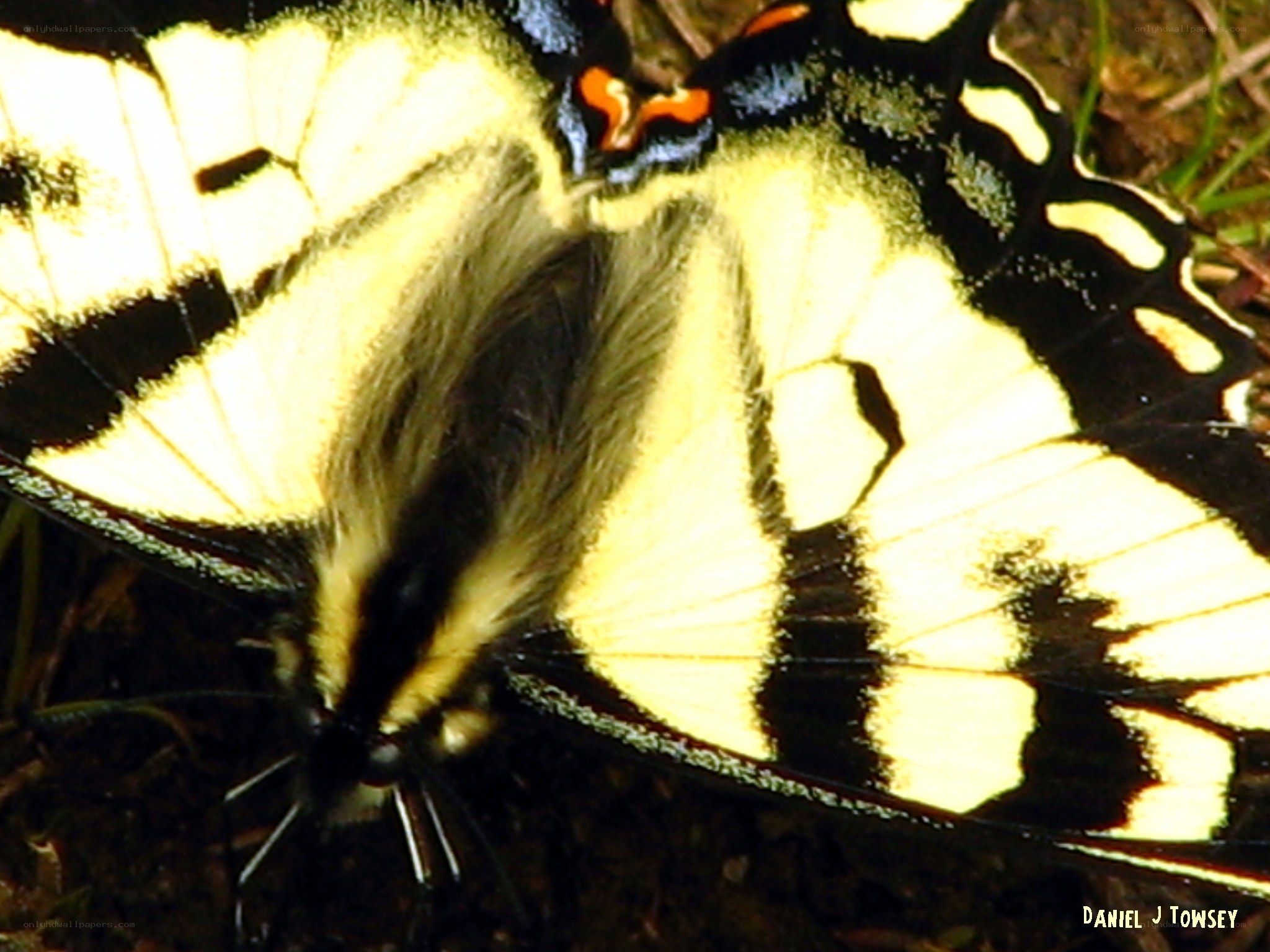 yellow and black butterfly