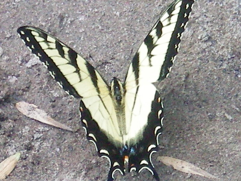 yellow and black butterfly