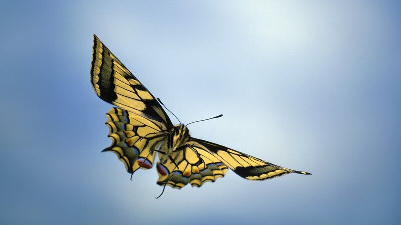 Yellow and Black Butterfly — Blue, Serene, Afternoon, Photograph, Sky