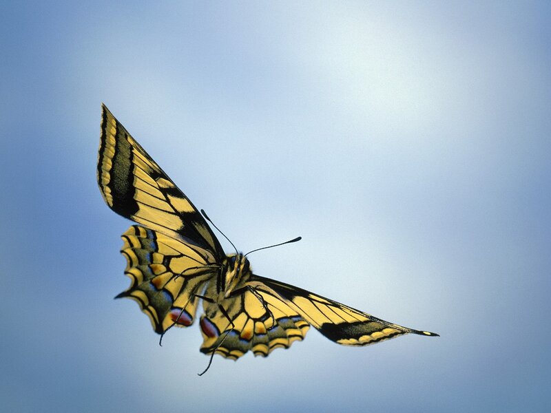 Yellow and Black Butterfly — Blue, Serene, Afternoon, Photograph