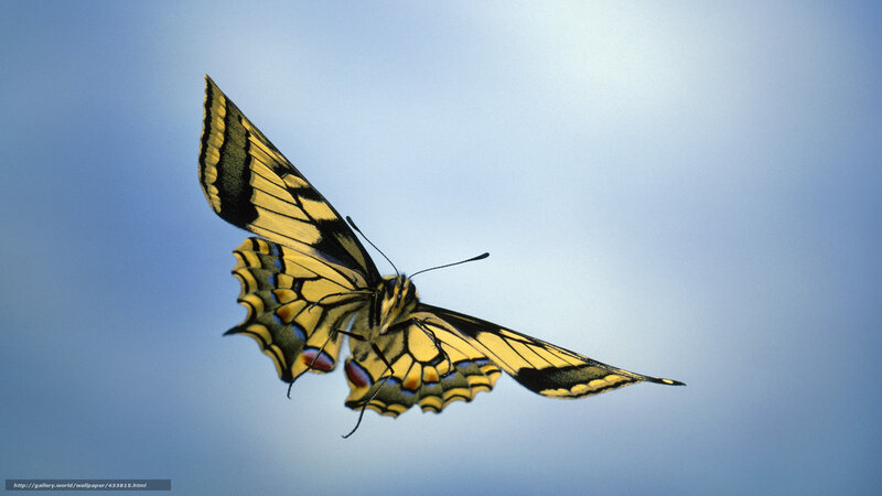 Yellow and Black Butterfly — Blue, Serene, Afternoon, Photograph, Wings
