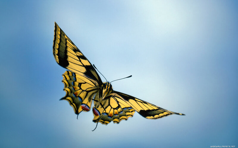 Yellow and Black Butterfly — Blue, Serene