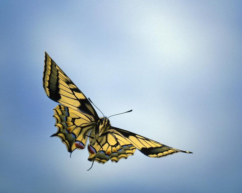 Yellow and Black Butterfly — Blue