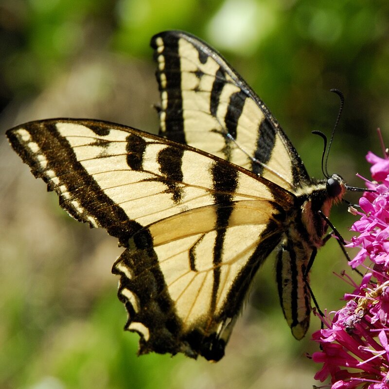 Yellow and Black Butterfly — Calm, Afternoon, Photograph, Flower, Greenery