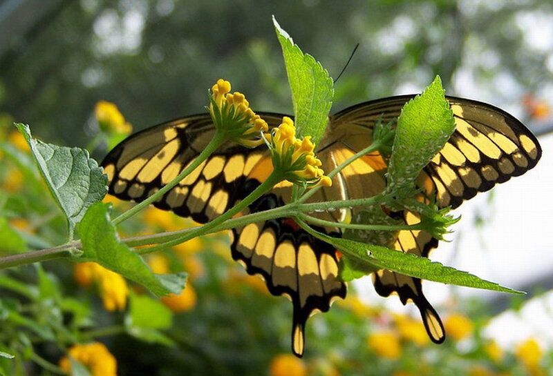 Yellow and Black Butterfly — Calm, Afternoon, Photograph, Flower, Leaf