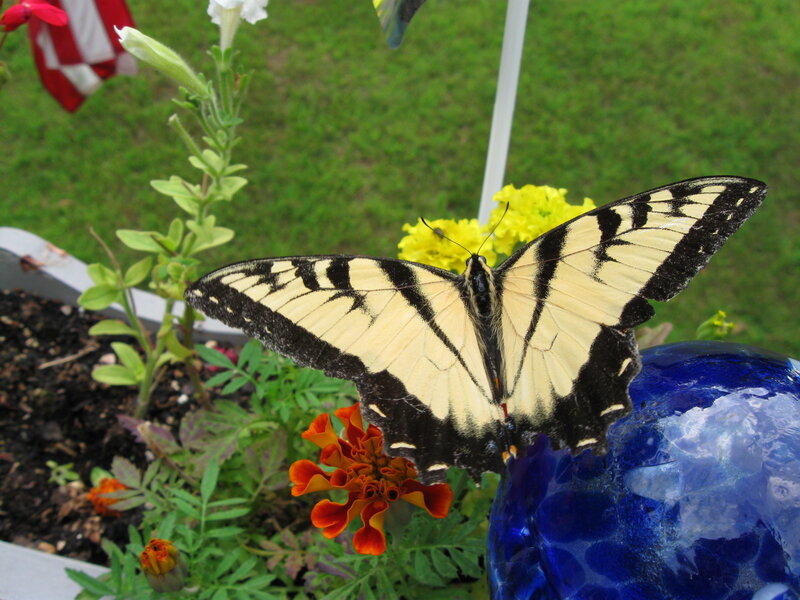 Yellow and Black Butterfly — Calm, Afternoon, Photograph, Flower