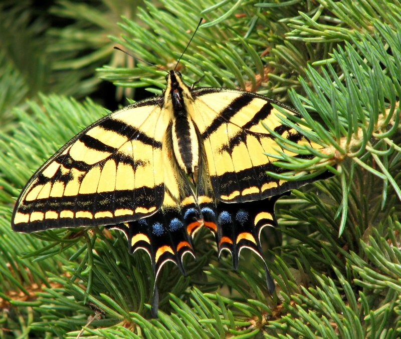 Yellow and Black Butterfly — Calm, Afternoon, Photograph, Pine Needles