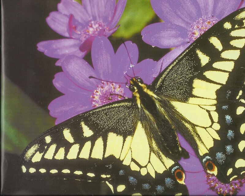 Yellow and Black Butterfly — Calm, Afternoon, Photograph, Purple Flowers, Green Leaves