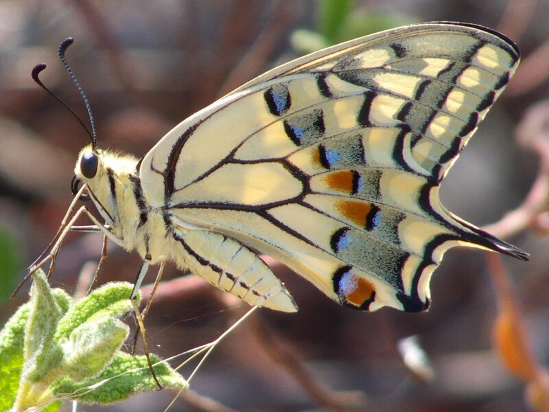 Yellow and Black Butterfly — Calm, Afternoon