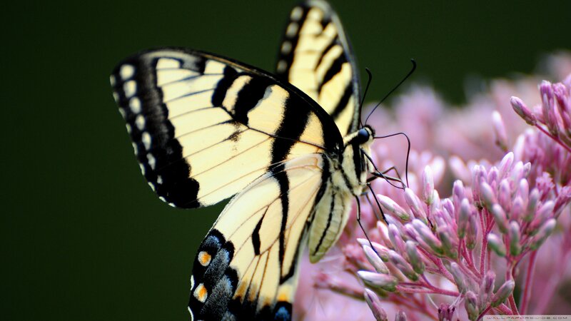 Yellow and Black Butterfly — Calm, Photograph, Flower, Plant