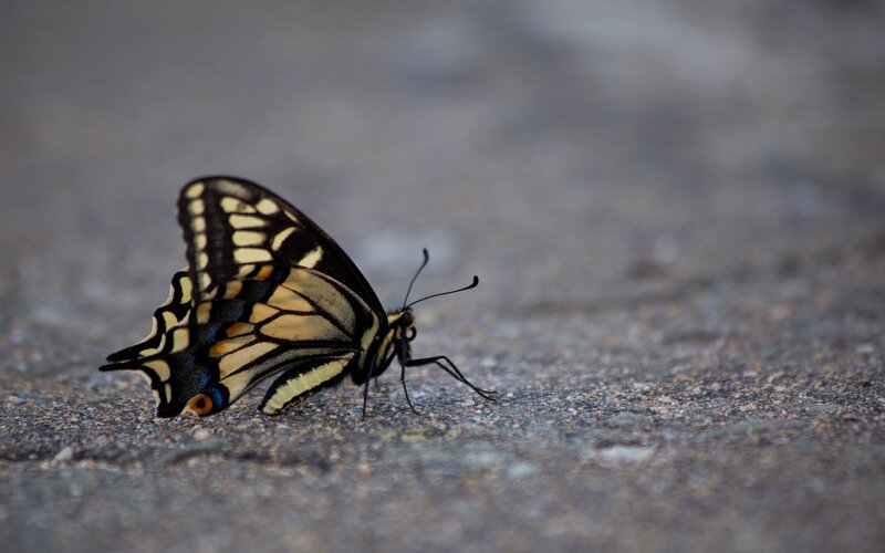 Yellow and Black Butterfly — Calm, Photograph, Ground