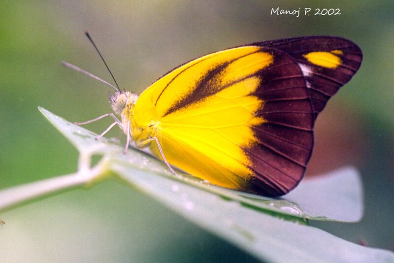Yellow and Black Butterfly — Calm, Photograph, Leaf