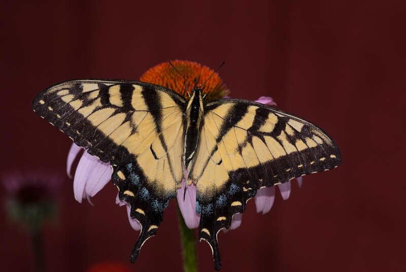 Yellow and Black Butterfly — Calm, Photograph