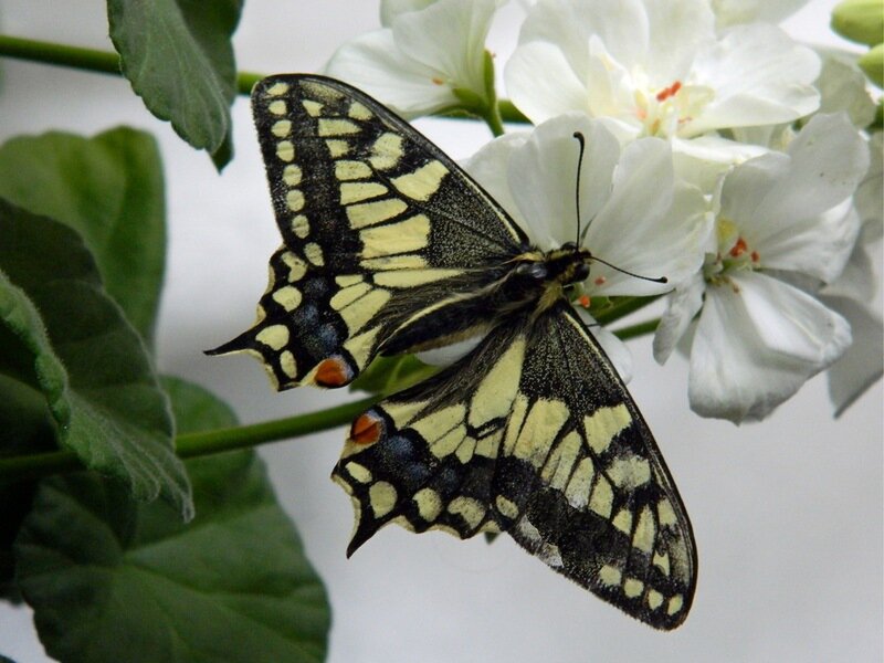 Yellow and Black Butterfly — Calm, Photograph, White Flowers